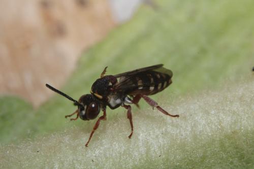 Réf. 242 050 : Epeolus sp.